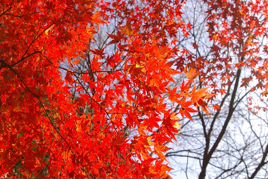 赤や黄色に染まった紅葉がきらめく秋の低山ハイキングに出掛けよう Base Camp イワタニ プリムス株式会社