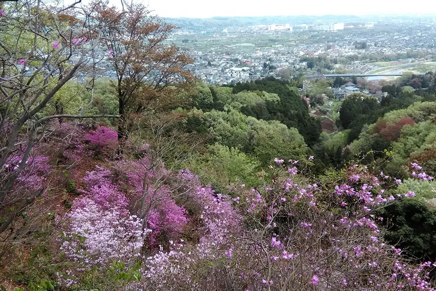 4月初旬、武蔵五日市(東京都)の弁天山。山頂はミツバツツジに彩られる